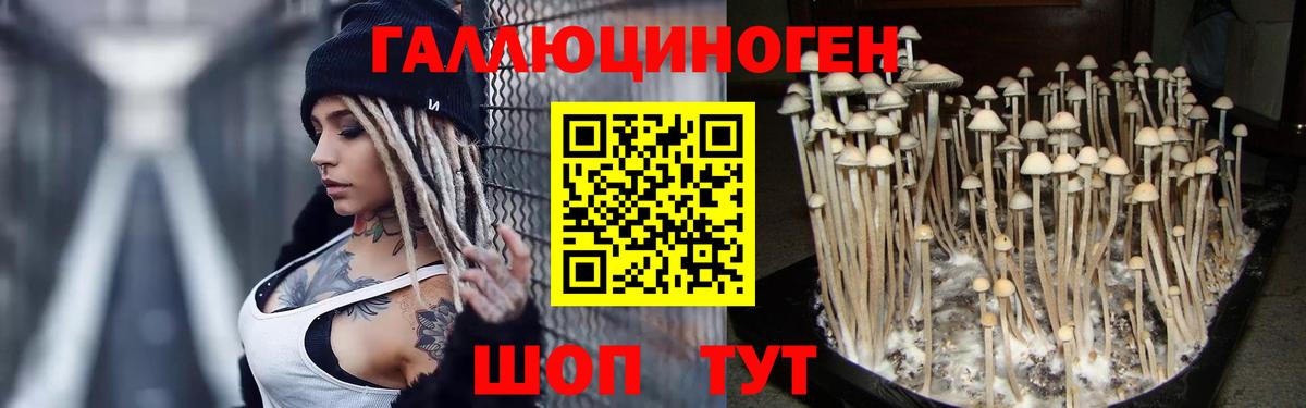 где найти наркотики  Вход с VPN  Кисловодск  Галлюциногенные грибы GOLDEN TEACHER  Галлюциногенные грибы MAGIC MUSHROOMS 